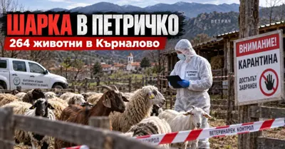 ШАРКА В ПЕТРИЧКО: Умъртвяват 264 животни в Кърналово