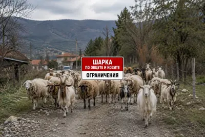 Ветеринарен лекар извършва проверка в животновъдна ферма в Кюстендилско.