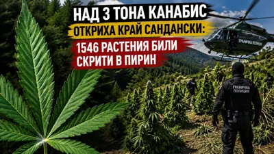 Полицейска операция по унищожаване на нива с канабис в планински район.